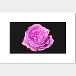 Purple Rose Flower Posters and Art